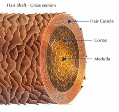 Do que é constituído o fio de cabelo ?